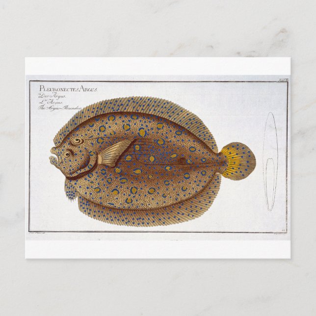 Postal La placa del Flounder Argus (Pleuronectes Argus) X (Anverso)