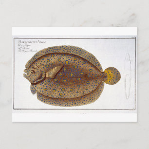 Postal La placa del Flounder Argus (Pleuronectes Argus) X