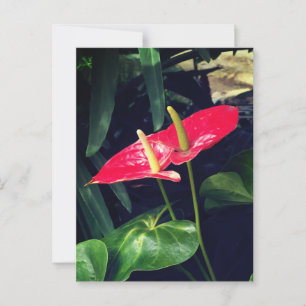 Postal La planta Flamingo