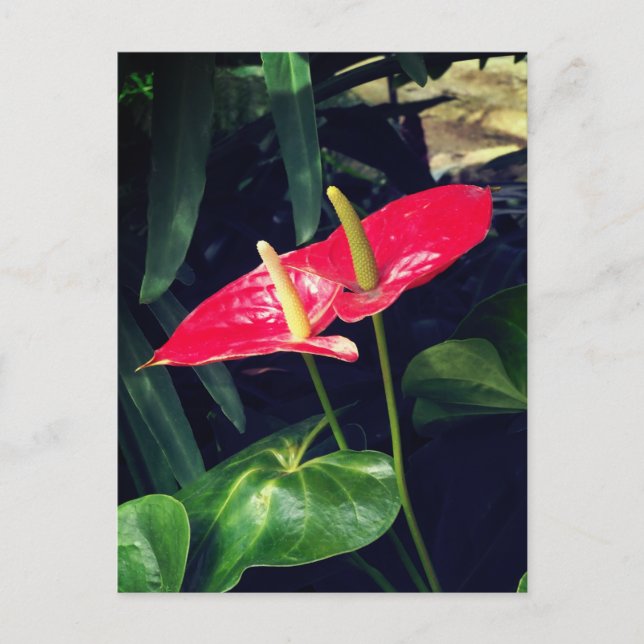 Postal La planta Flamingo (Anverso)
