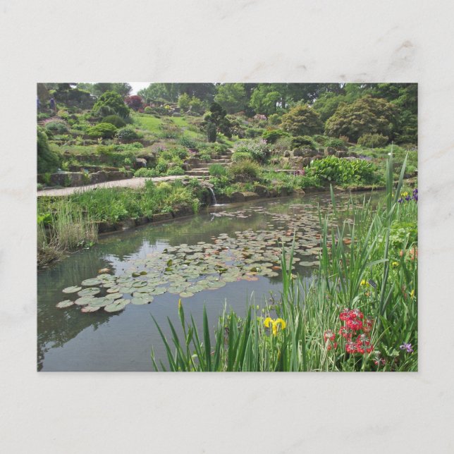 Postal La posta de Lily Pond en RHS Wisley (Anverso)