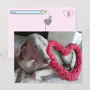 Postal La postcarta de amor de Wiemaraner tras la lluvia