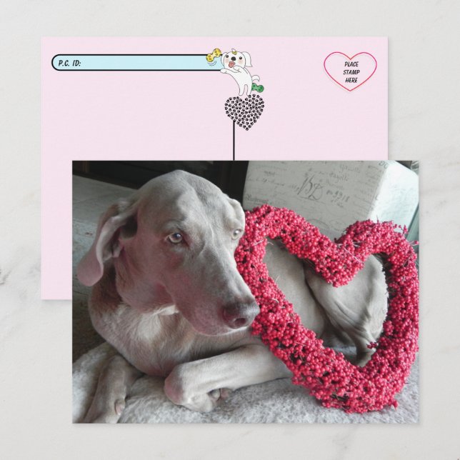 Postal La postcarta de amor de Wiemaraner tras la lluvia (Anverso / Reverso)
