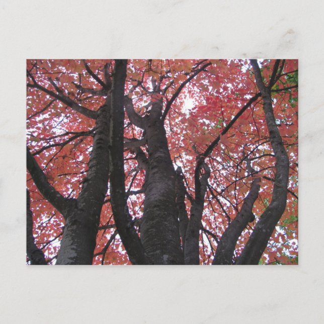 Postal La postcarta perspectiva de Ali (Anverso)