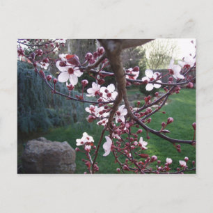 Postal La primavera ha surgido