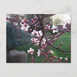 Postal La primavera ha surgido