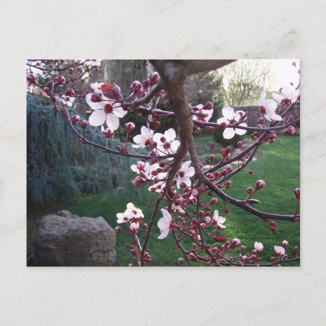 Postal La primavera ha surgido (Anverso)