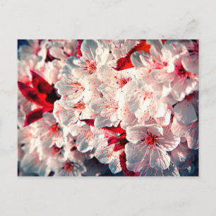 Postal La primavera llegó - flores de manzana