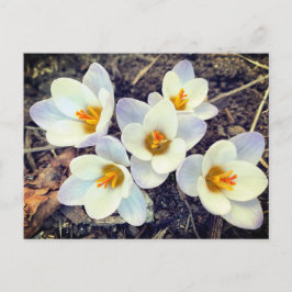 Postal La primavera tiene flores de Sprung Crocus