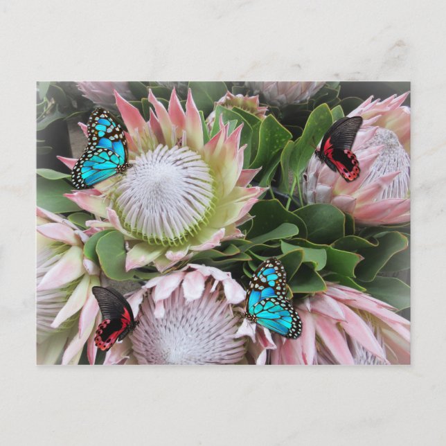 Postal La Protea del Rey (Anverso)