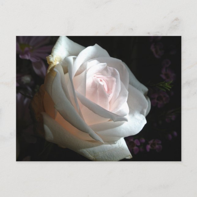 Postal La Rosa Blanca - (Anverso)