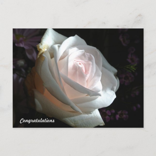 Postal La Rosa Blanca - Felicitaciones (Anverso)