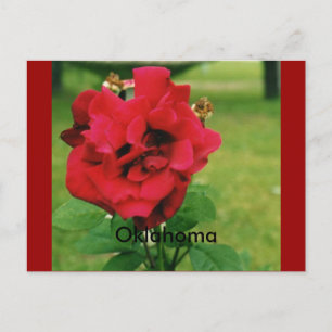 Postal La rosa roja