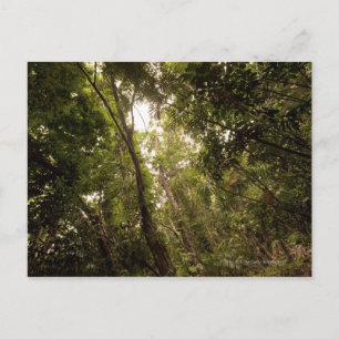 Postal La selva tropical el río Daintree