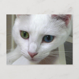 Postal La serenidad baja Postcard