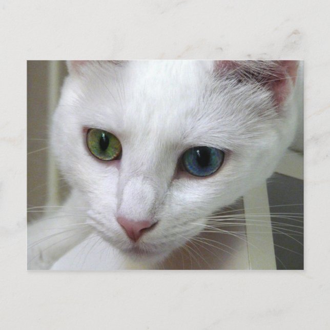 Postal La serenidad baja Postcard (Anverso)