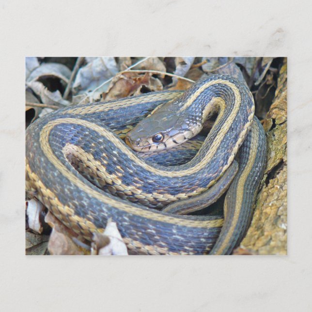 Postal La serpiente leñosa. (Anverso)