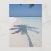 La sombra de una palmera en una playa desierta de