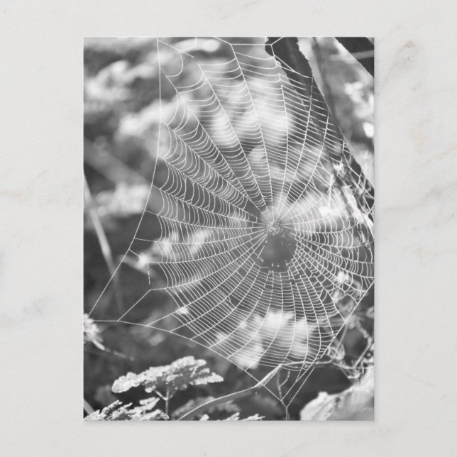 Postal La telaraña en el campo largo (Anverso)