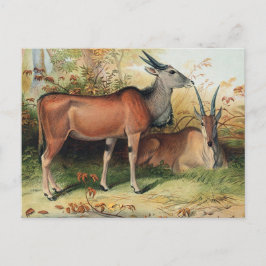 Postal La Tierra de Joseph Wolf