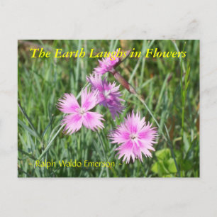 POSTAL LA TIERRA SE REPITE EN LAS FLORES - DIANTHUS