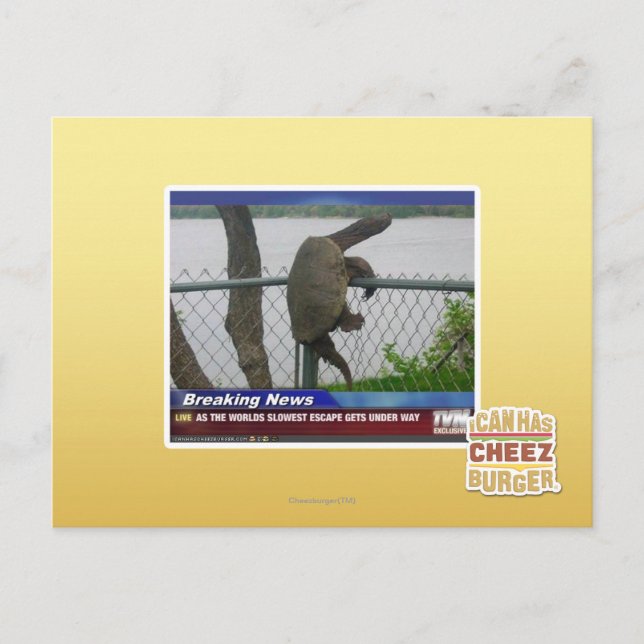 Postal La tortuga excapante (Anverso)