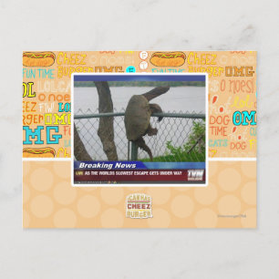 Postal La tortuga excapante