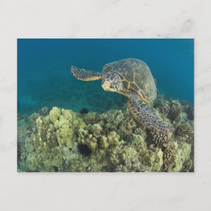 Postal La tortuga verde del mar, (Chelonia mydas), es la 