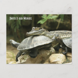 Postal La tortuga y la carta del cocodrilo