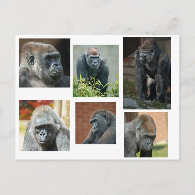 Postal La tropa de gorilas (Anverso)