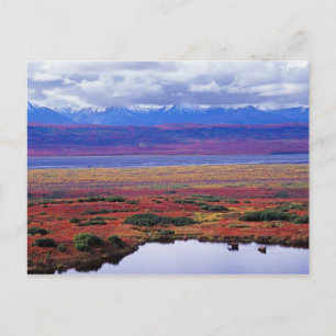 Postal La tundra del Parque Nacional Denali a finales