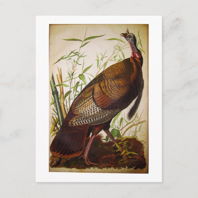 Postal La Turquía salvaje, John James Audubon (Anverso)