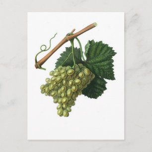 Postal La uva Verdelho