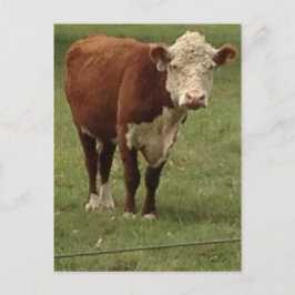 Postal La vaca de Hereford dice hola