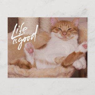 Postal La vida es buena Gato naranja lindo divertido