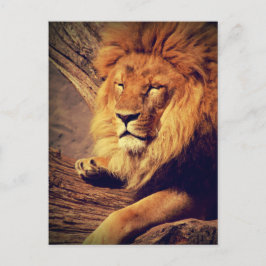 Postal La vida salvaje de los leones en África