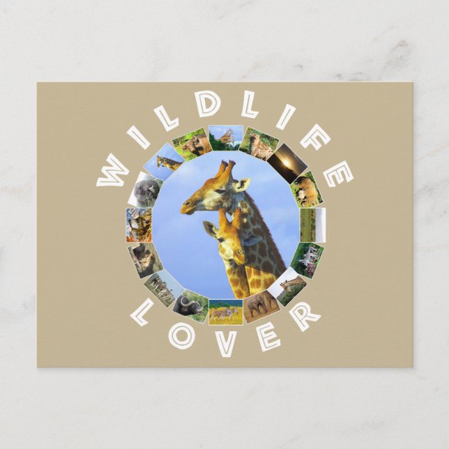 Postal La vida silvestre que ama la jirafa de los pedos (Anverso)