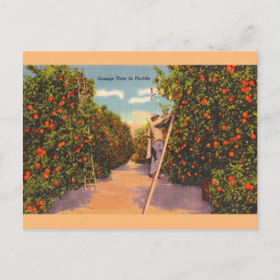 Postal La vieja Naranja de Florida Groves Postcard