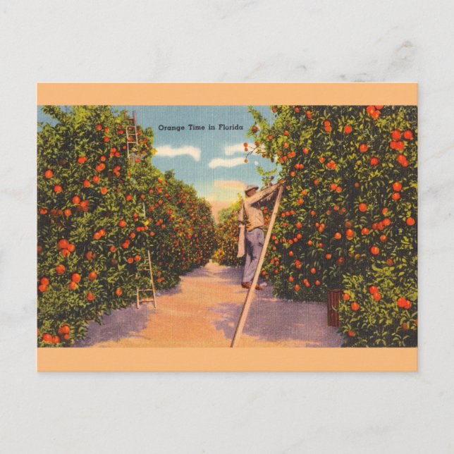 Postal La vieja Naranja de Florida Groves Postcard (Anverso)