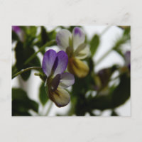 La Viola de Lorraine