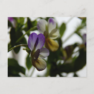 Postal La Viola de Lorraine