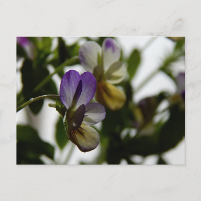 Postal La Viola de Lorraine (Anverso)