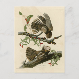 Postal La viuda de Chuck-will - Los pájaros de América de