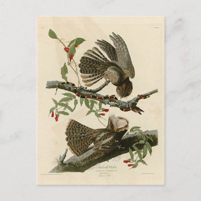 Postal La viuda de Chuck-will - Los pájaros de América de (Anverso)