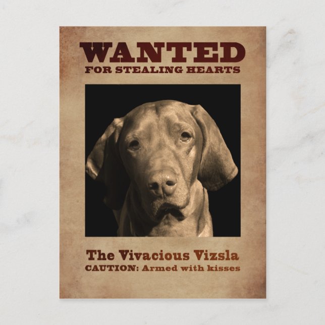 Postal La Vizsla Viva (Anverso)