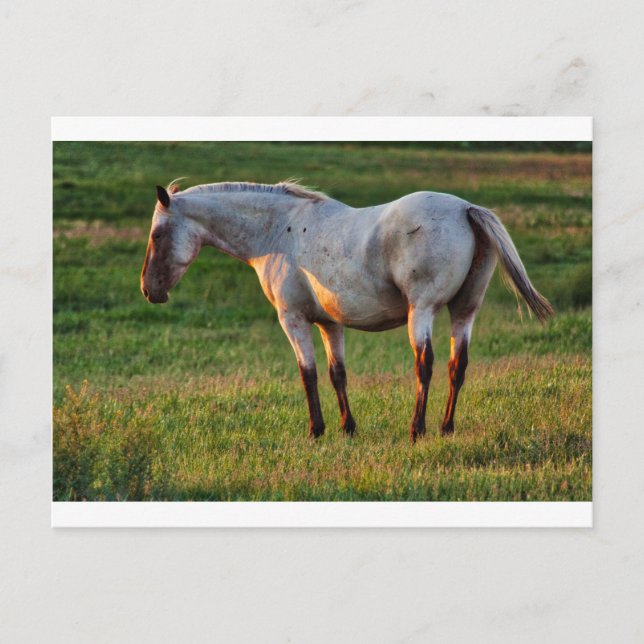 Postal La yegua roana (Anverso)