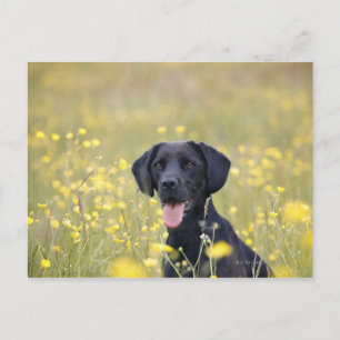 Postal Laborador negro 16 meses
