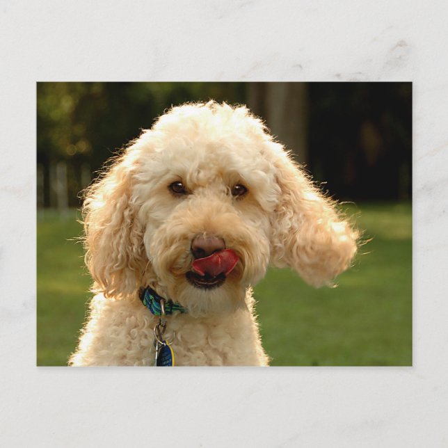 Postal Labradoodle (Anverso)