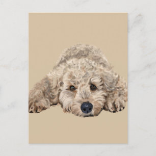 Postal Labradoodle