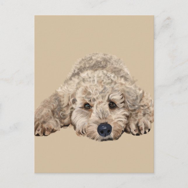 Postal Labradoodle (Anverso)